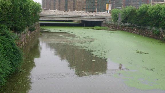 氨氮、磷超标造成河流水体富营养