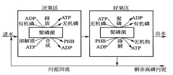 生物除磷的原理